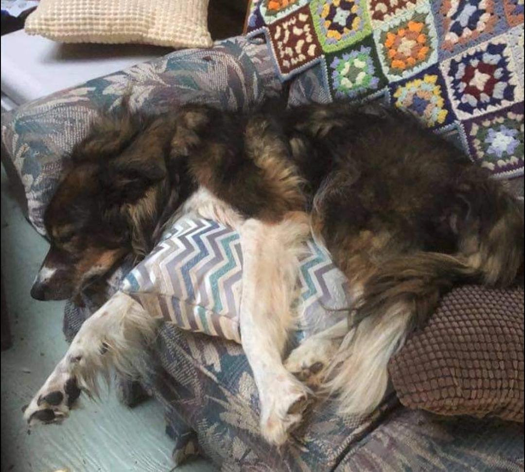Oh Stewie who would have known this would be the last picture taken of you napping with a pillow. You left as a just a short year ago and I miss you and your brother everyday! Forever in my ❤️🐾