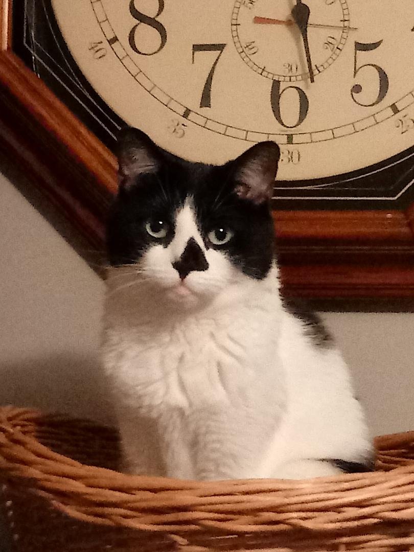 What time is it? It is Pekah-Boo Time!