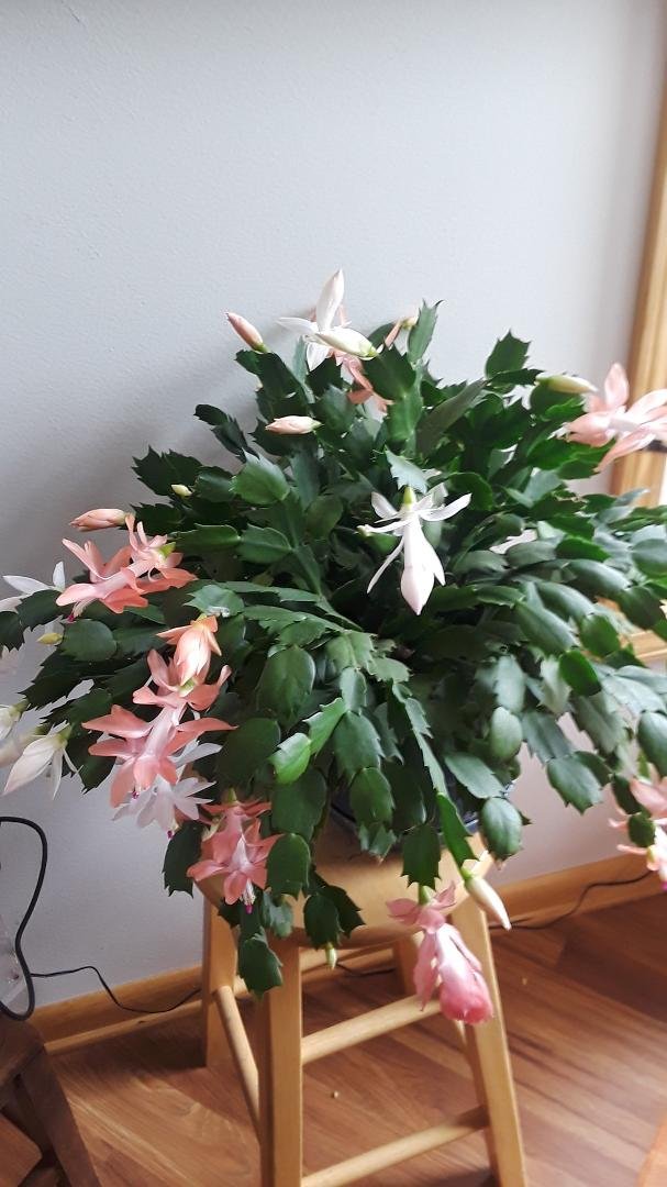 Didn't bloom at Christmas but she's showing off now!   LOL
