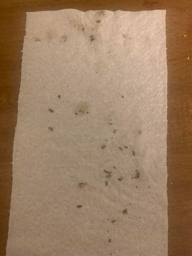 Can anyone figure out what the spots on the paper towel are? Take a minute before you continue reading ………………….. They are little bugs that were in anew box of Barilla macaroni. I made macaroni and meatballs yesterday and w