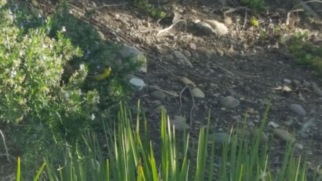 Just pulled into a parking space at Kaiser and was watching the bees in the rosemary bush. Looked over at another bush and see this finch. 

Thank you Lord for having me stop & see the beauty You provide us every day.