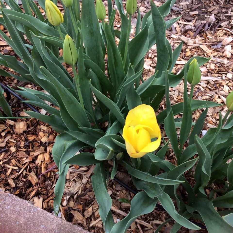 Tulips starting to say Happy Spring in our back garden.