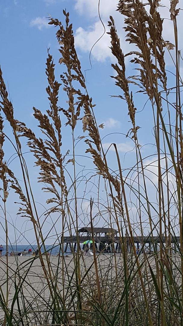 Hiding in the Sea oats at a slice of Paradise on Tybee Island
