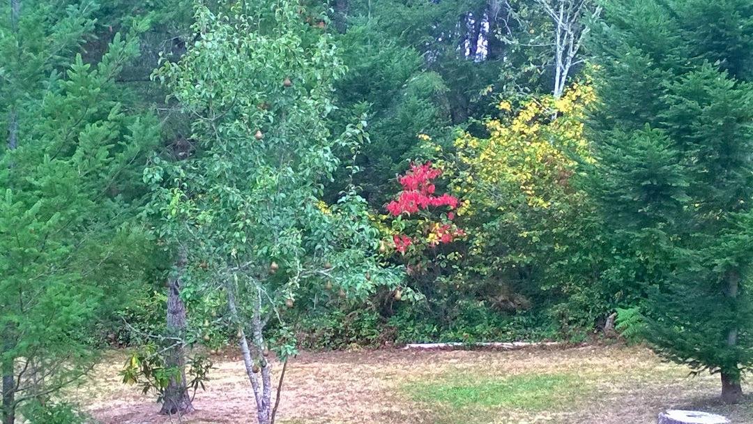 Beginning to look a lot like early fall in the       N W
