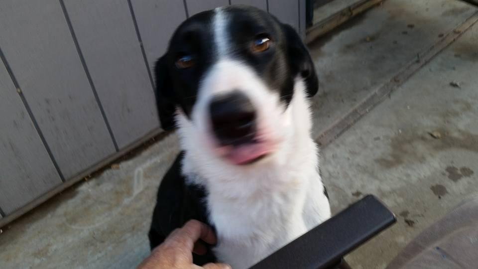 Here's a cute picture of my puppy.