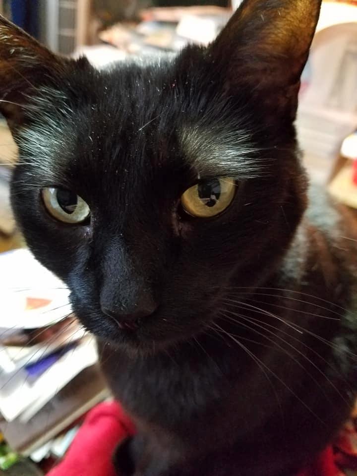 Sylvester.