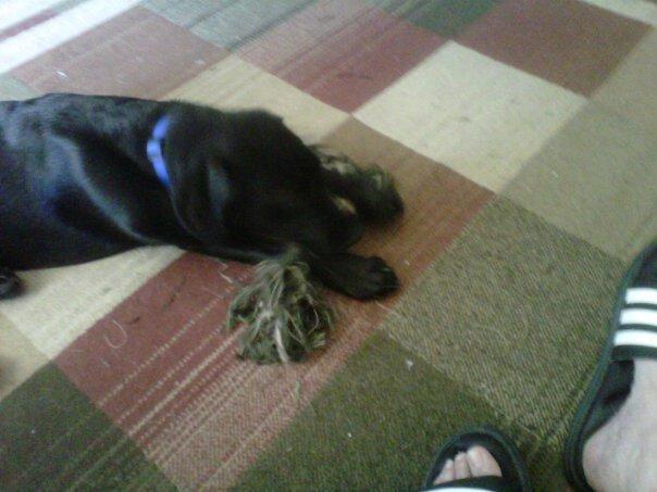 Rope Toy Devoured