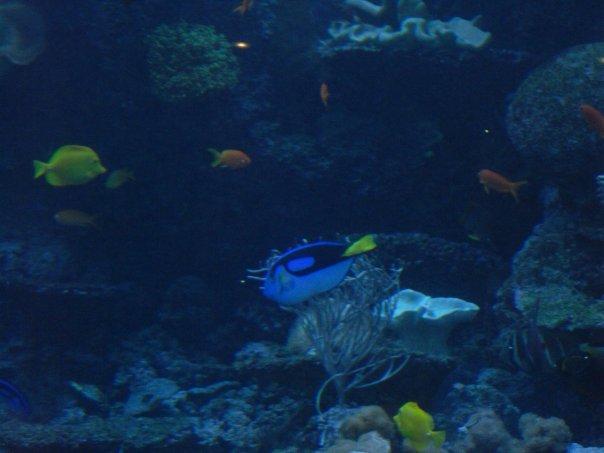 Tabitha Hanke's album, birthday trip to the aquarium 2010