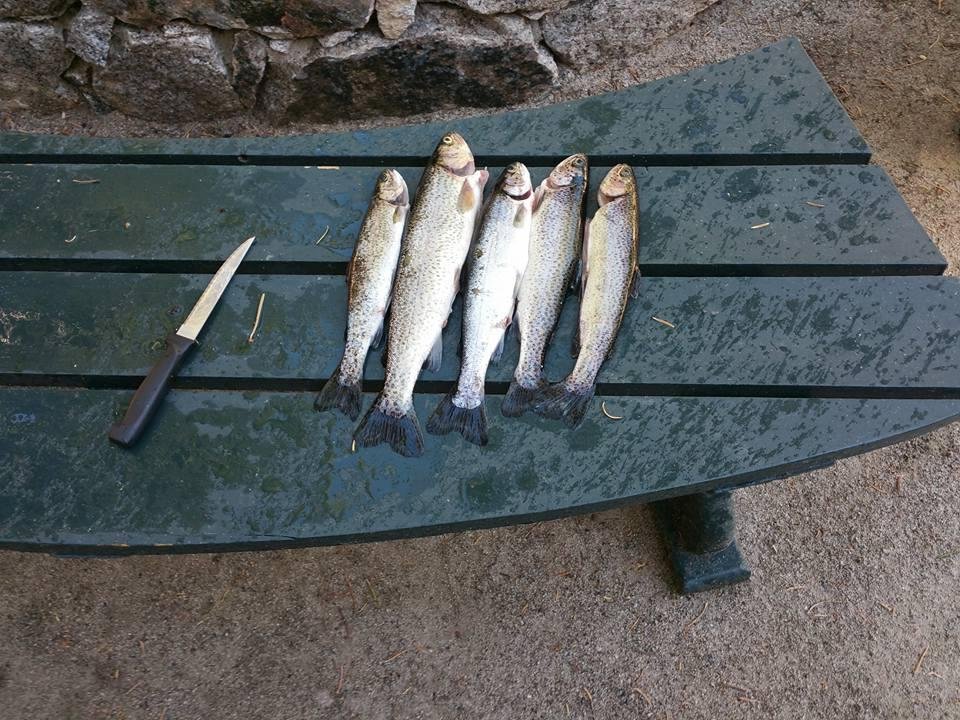 Out by 7:30 in by 9:20. The big one is about 13-1/2 " Not a bad Father's day haul.