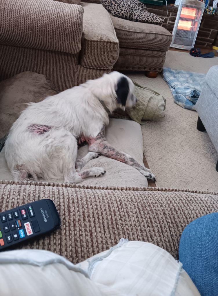 There's my furry baby. He looks so healthy here. If I could turn back time...