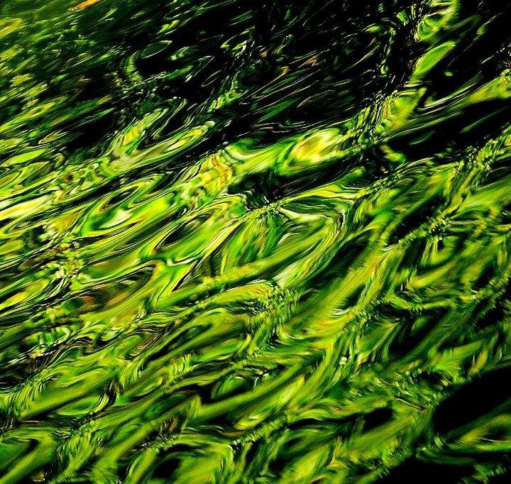 Emerald Tree reflections reflections on the lake