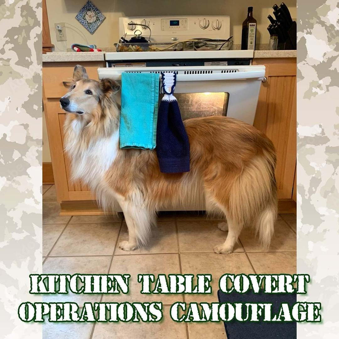 When hungry, a stealth insertion into the supper milieu is imperative. An effective disguise is a must! #camoflauge #cammo #milieu #covertop #covertoperations #coverme #lodi #lodiwi #dogsofinstagram #dogsofwisconsin #wiscon