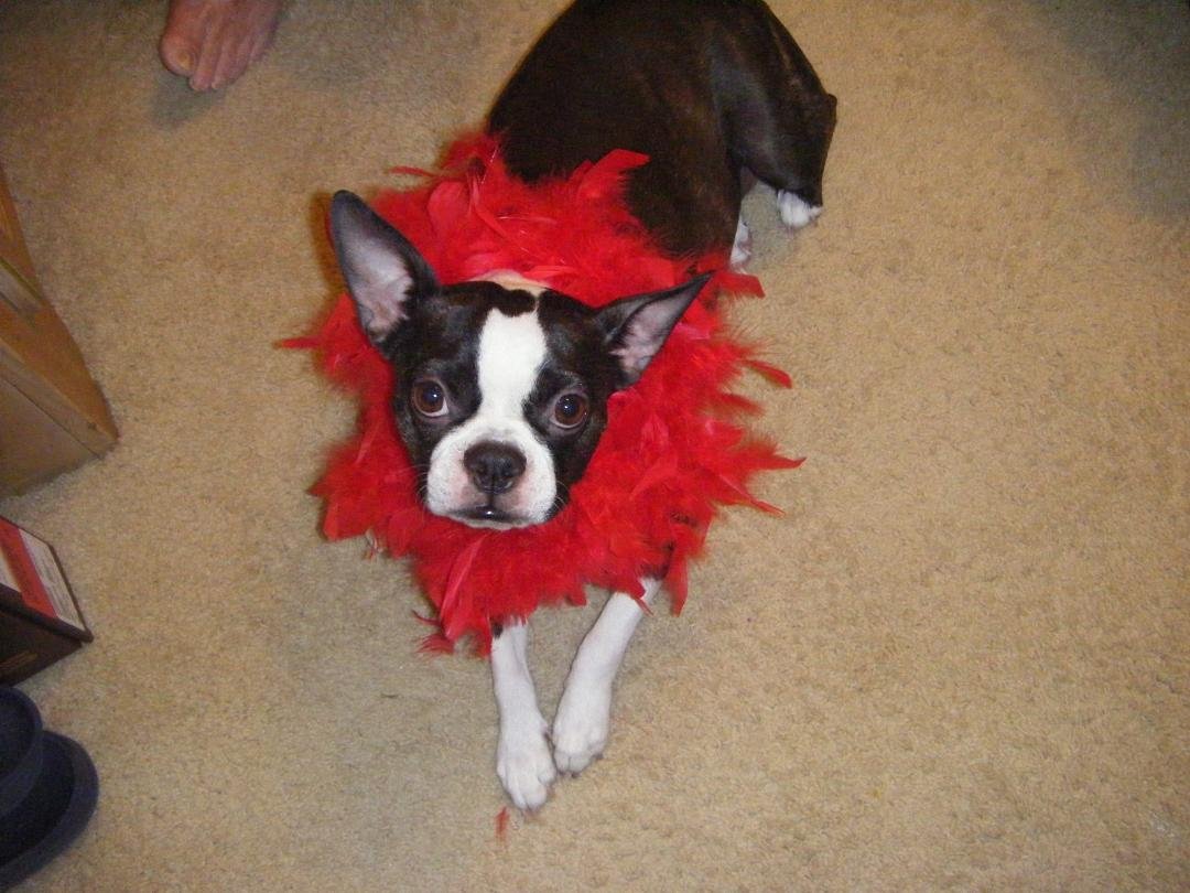 Happy Birthday to our #1 girl  Baby Boo. She has given us 6 years of love and joy.