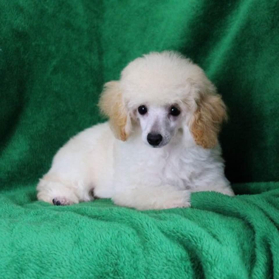 New puppy on July 30.
