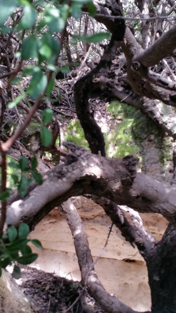 Carob tree in front of tomb