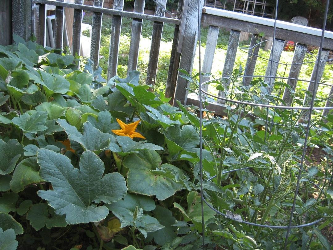 My garden is now a pumpkin patch. I love it!