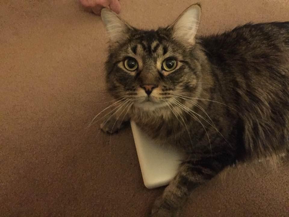 "Laptop? What laptop? I don't see your laptop".