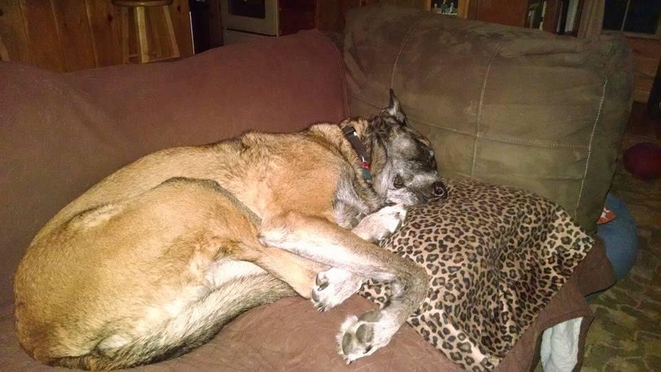 My best friend, Max, sleeping softly on the pillow case I gave him. Miss him so much and always will...!!!!!!!