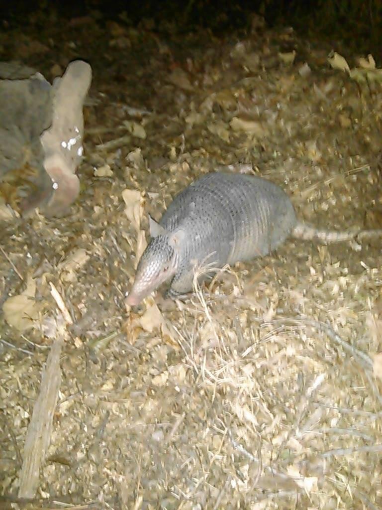 I live on top of a mountain, with a lot of thick woods beside my house. I have two dogs and two cats. Most of the time, The cats stay outside. Occasionally, we have foxes, coyotes, raccoons, possums, armadillos, squirrels,