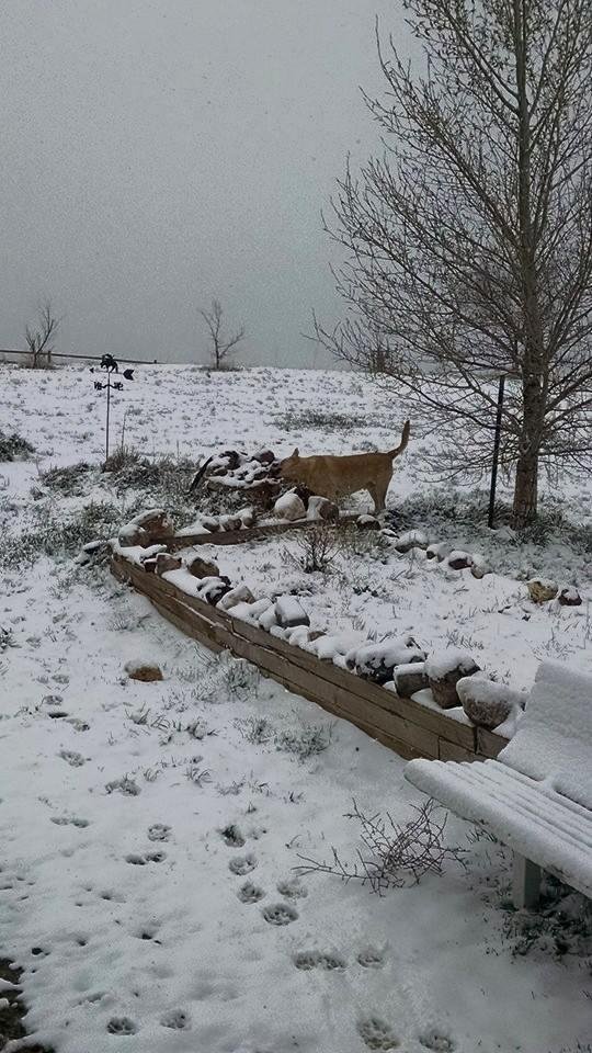 Spring in Colorado