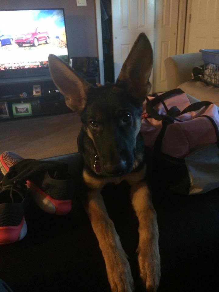 Our little guy Rukkus, looking adorable while I'm trying to get my stuff ready for work. 🤗
