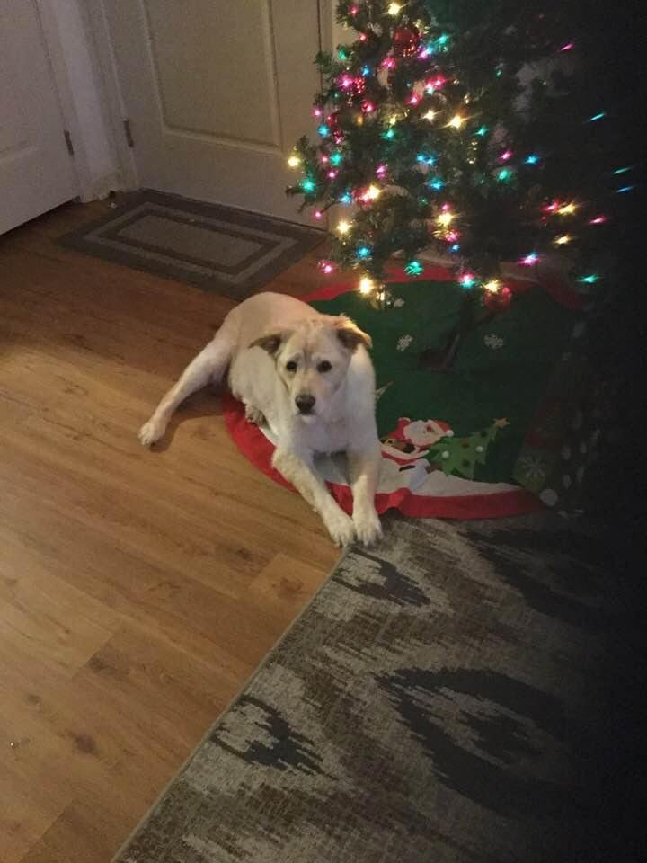 Stewie is ready for Santa