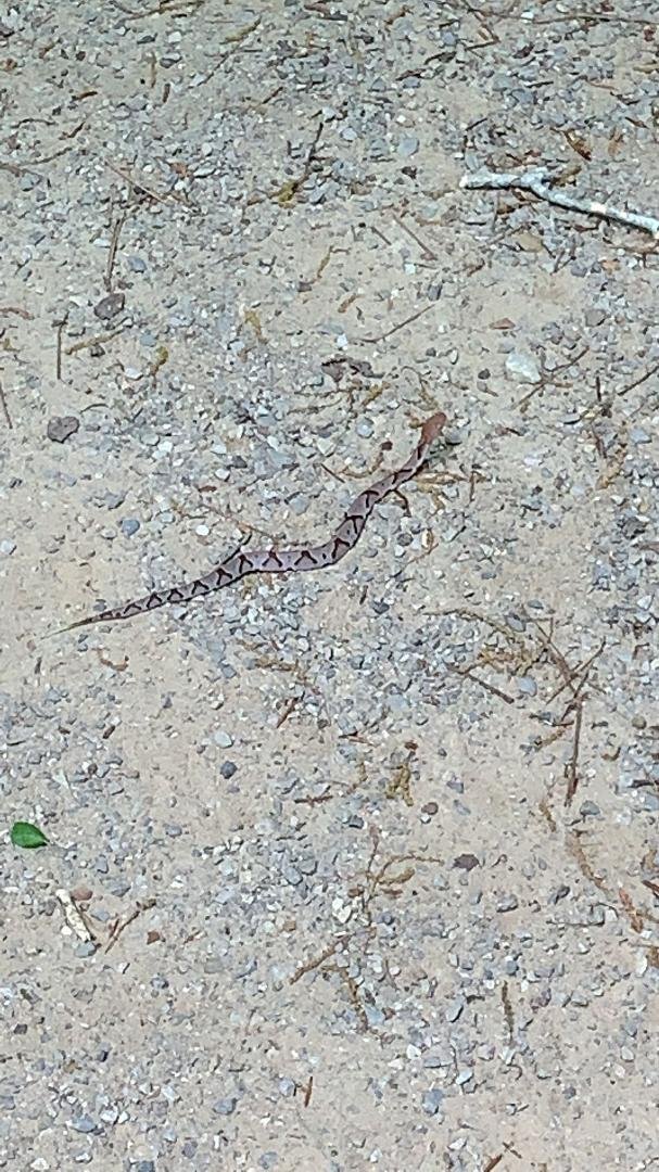 Almost stepped on this baby copperhead today.