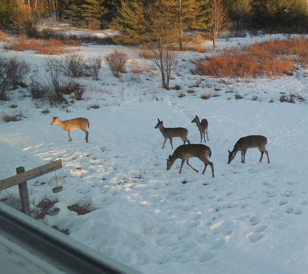 Looks like they're puzzled - "It's been warm for one day - why isn't there grass yet ?"