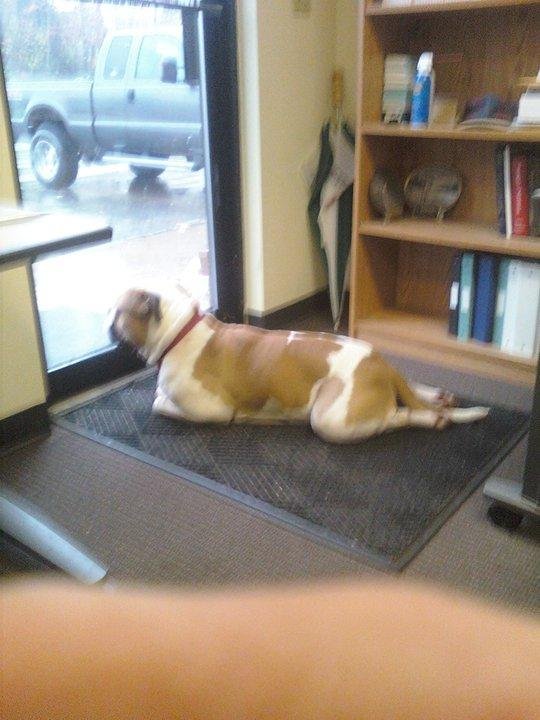 Got a new dog