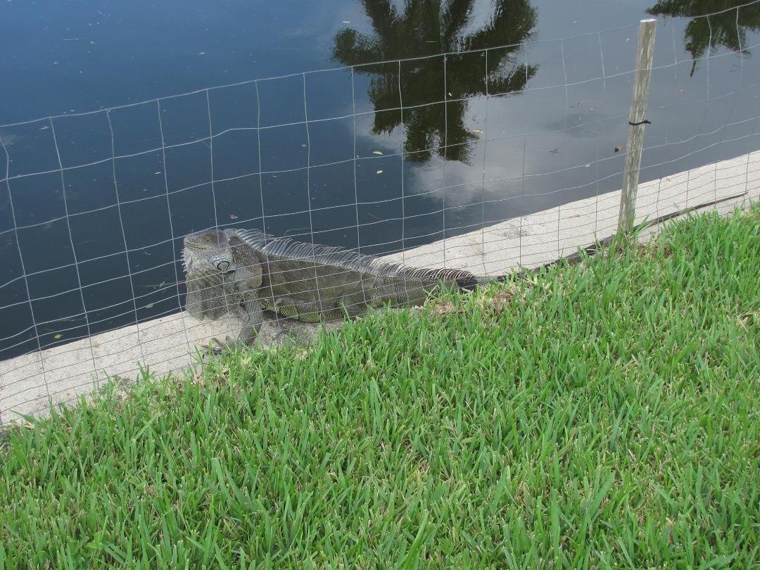 This guy was sunbathing on our sea wall yesterday!