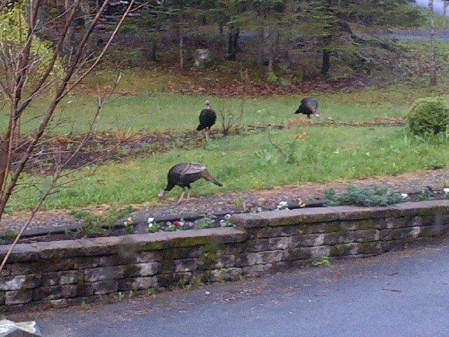 This was the view in our front yard this morning...Can you say Gobble Gobble! :D