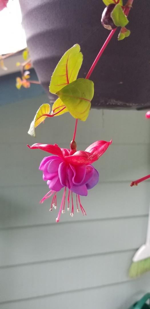 My scrawny, tough fuschia is loath to give up its memory of a sunnier and much warmer summer and early fall. I took this photo just now.