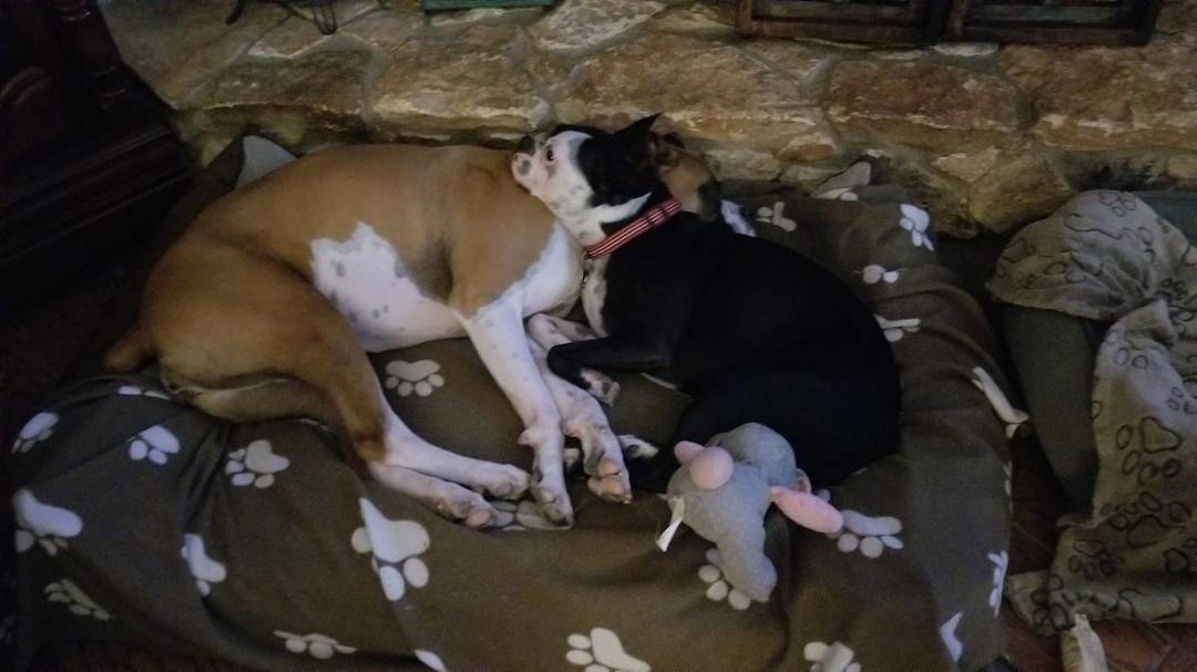 Companionship is for real for these two. Tired from playing and chasing each other around the yard all day. You can see the love.