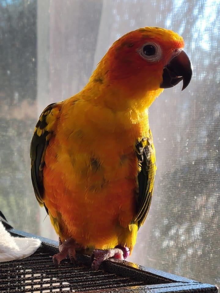 Blooming to an adult Sun Conure