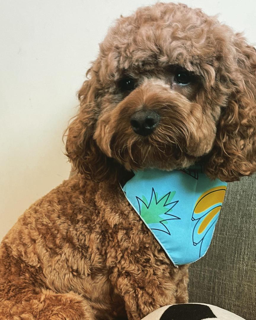 My grandson’s dog, Dallas .