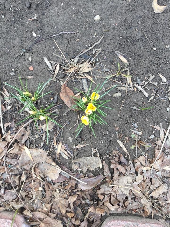 Dare I say it? I think Spring May be very close now. My Crocuses are peeking through. Can’t keep them down.