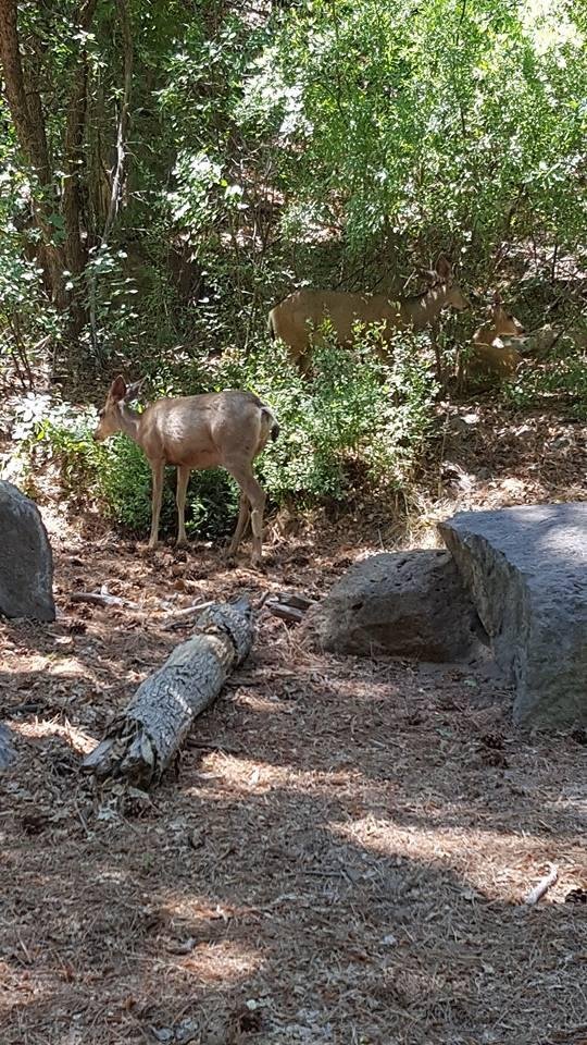 Deer in Bandelier National Monument, NM