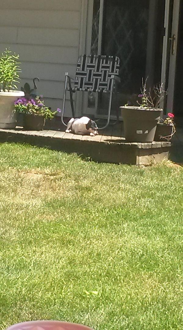 BANDIT RELAXING IN THE SUN!!