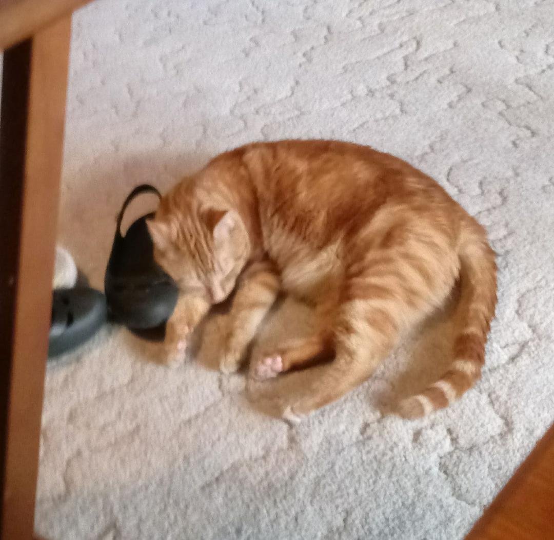 Butters sleeping on momma's shoe after having his wet food. 😄