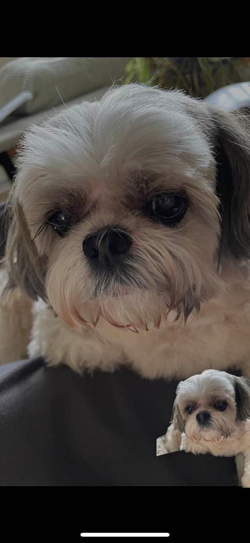 We had to say goodbye today to Roxie. She spent 15 good years with us, always giving us love in her own special ways. She will be missed and thought of forever. Thank you Roxie for the companionship you shared with Cheryl a