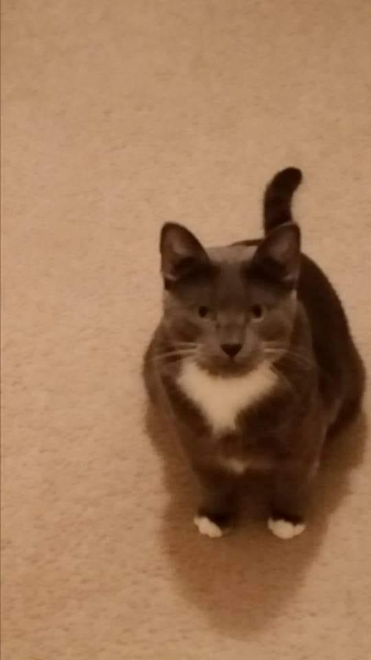 We lost our beautiful girl, Brie today. We knew that she had cancer and that we would lose her soon,but we weren't ready for her to go today. We love you and miss you, baby girl.