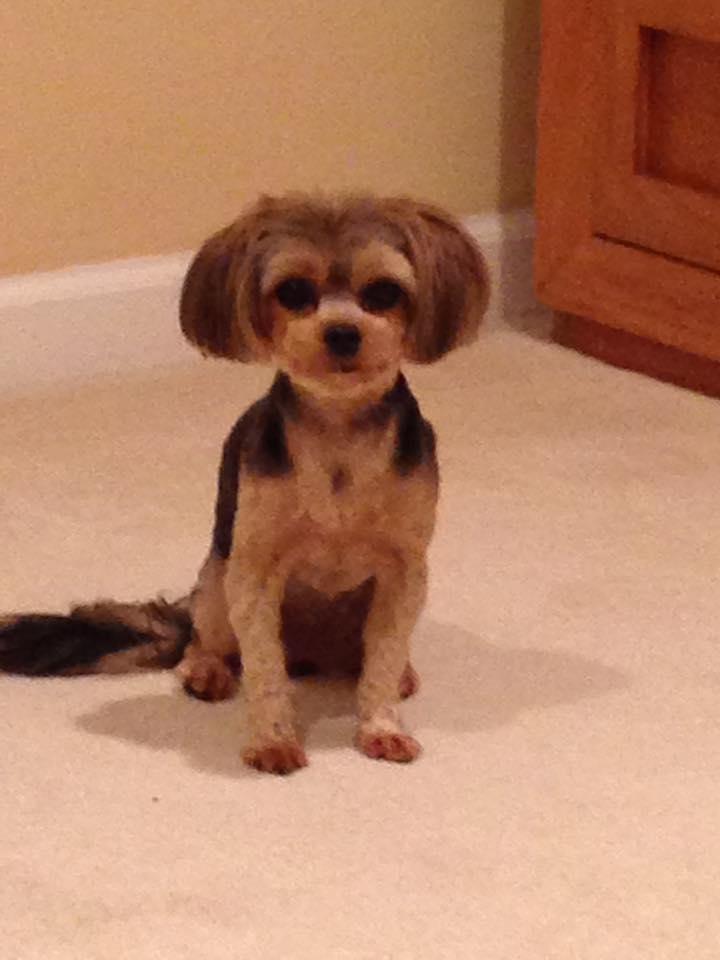 Bella celebrating National Pet Day,