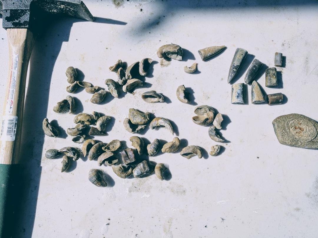 Found at archaeological dig near Cody WY. Prehistoric Oysters and Squid probably over 400 MILLION yrs old!