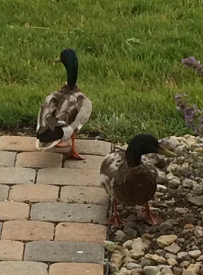 Pair of ducks visited our front porch.