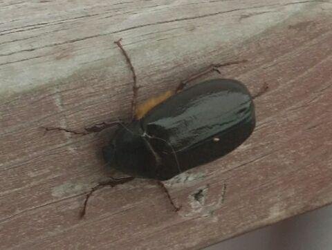 Anyone know what this beetle is? I've never seen it up here till this year. 😕