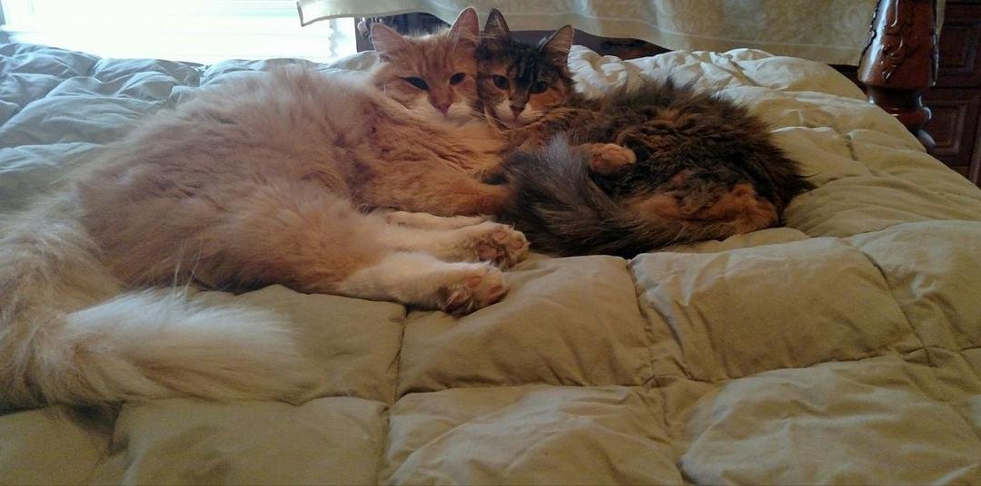 My kitties are getting so big