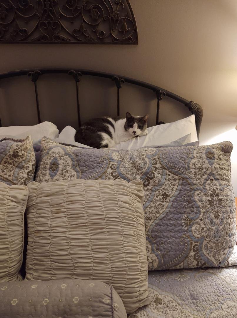 Pita, the reigning Queen of Everything!