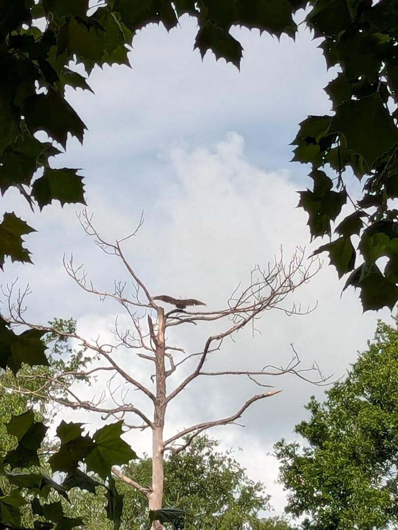Captured this vulture drying his wings in our dead pine tree.
