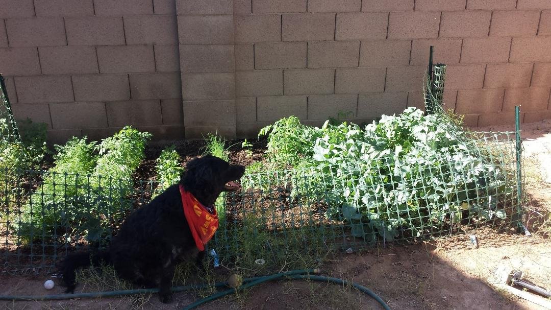 Here's a picture of Crystals experimental garden. It has some tomatoes, spinach, onions, carrots, red peppers, Brussel sprouts, green beans, and broccoli. Milo wanted to be in the picture