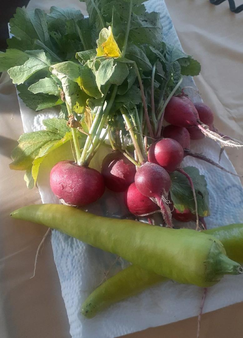 Veggie time.